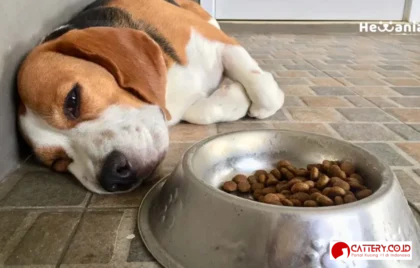 cara mengobati anjing muntah