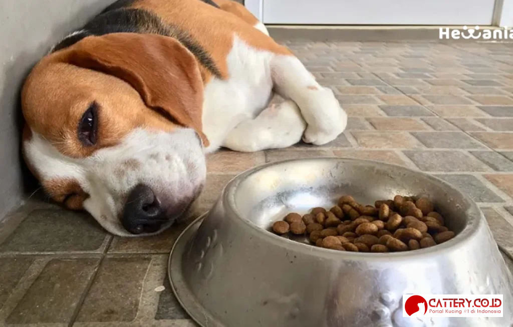 cara mengobati anjing muntah