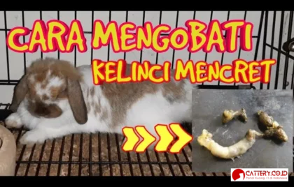 cara mengobati kelinci mencret
