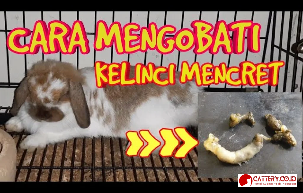 cara mengobati kelinci mencret