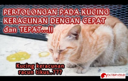 cara mengobati kucing keracunan