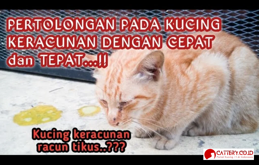 cara mengobati kucing keracunan