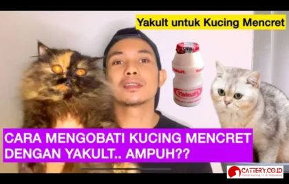 cara mengobati kucing mencret