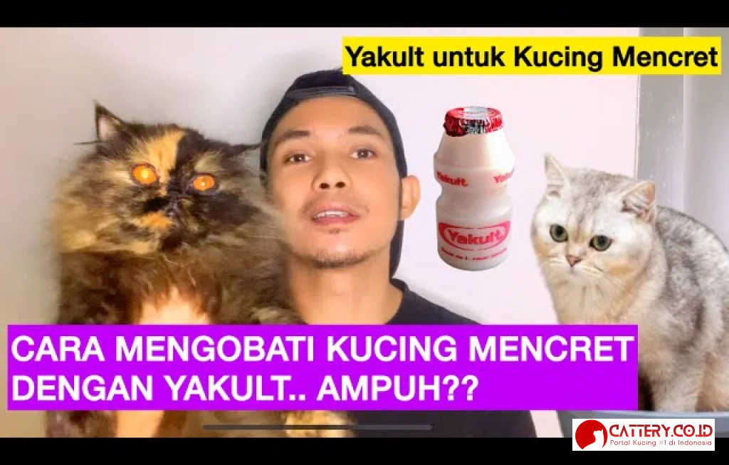cara mengobati kucing mencret