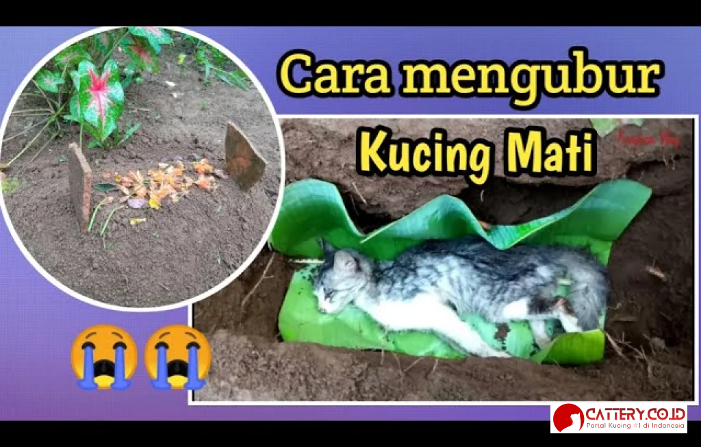cara mengubur kucing mati