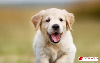 cara merawat anak anjing tanpa induk