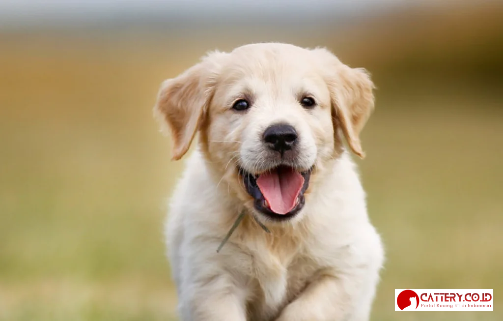 cara merawat anak anjing tanpa induk