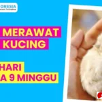 cara merawat anak kucing