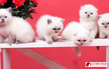 cara merawat anak kucing anggora