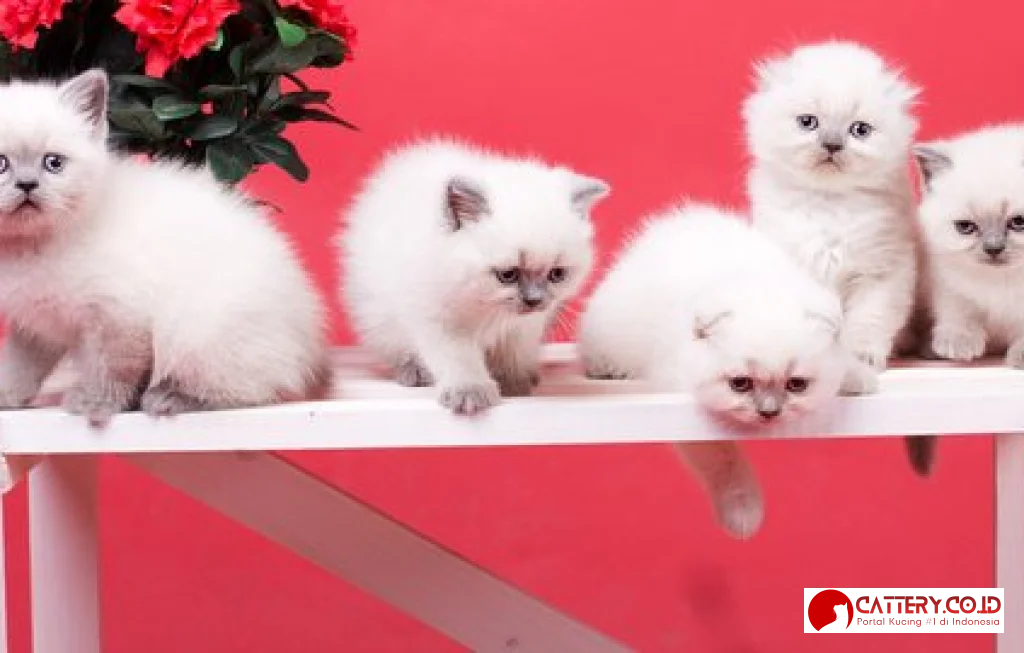 cara merawat anak kucing anggora