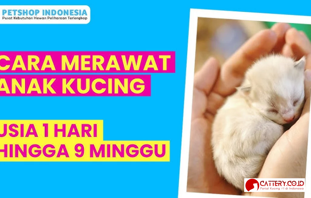 cara merawat anak kucing