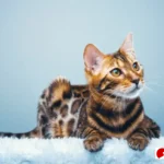 cara merawat kucing bengal