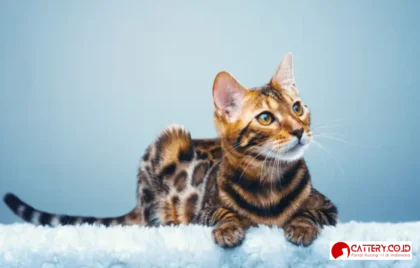 cara merawat kucing bengal