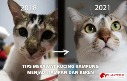 cara merawat kucing kampung