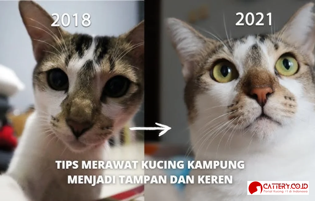 cara merawat kucing kampung