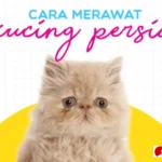 cara merawat kucing persia