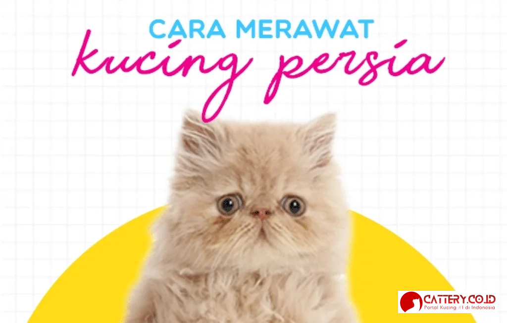 cara merawat kucing persia