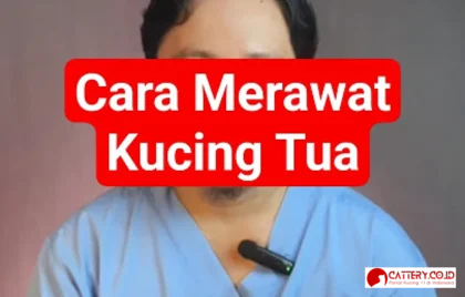 cara merawat kucing tua