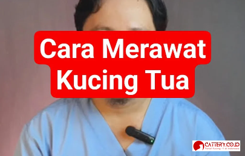 cara merawat kucing tua