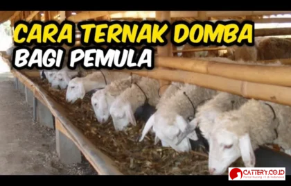 cara ternak domba pemula