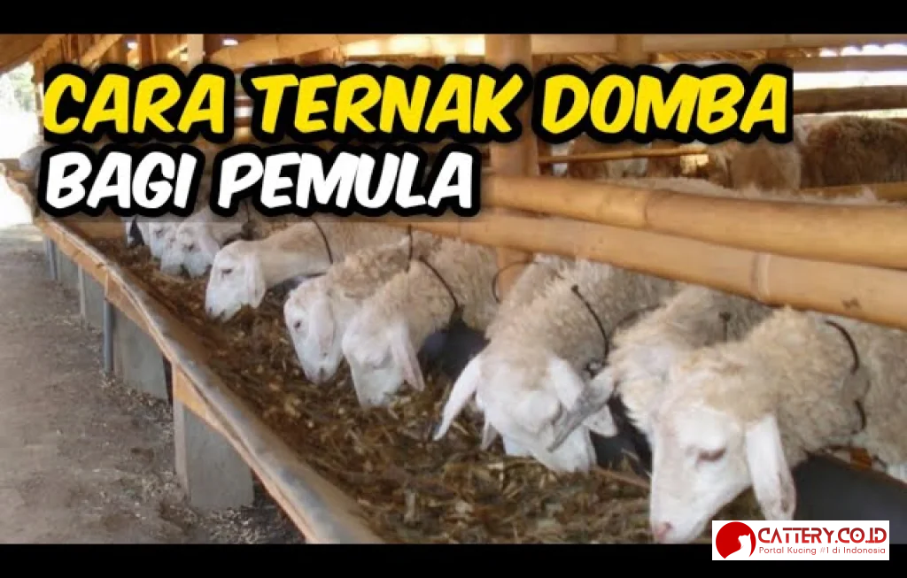 cara ternak domba pemula