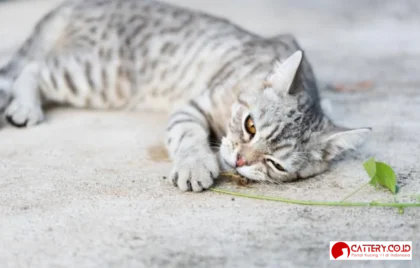 catnip efek mirip ganja