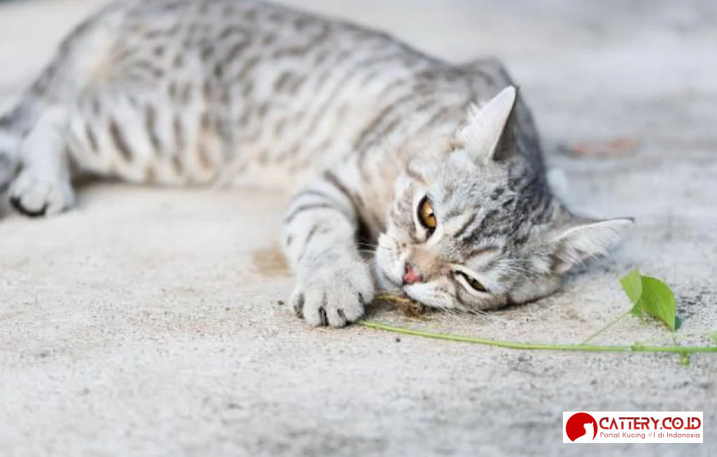 catnip efek mirip ganja