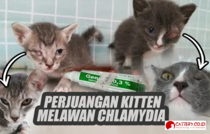 chlamydia pada kucing