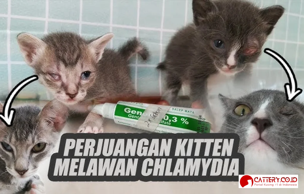 chlamydia pada kucing
