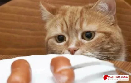 ciri-ciri kucing lapar dan haus