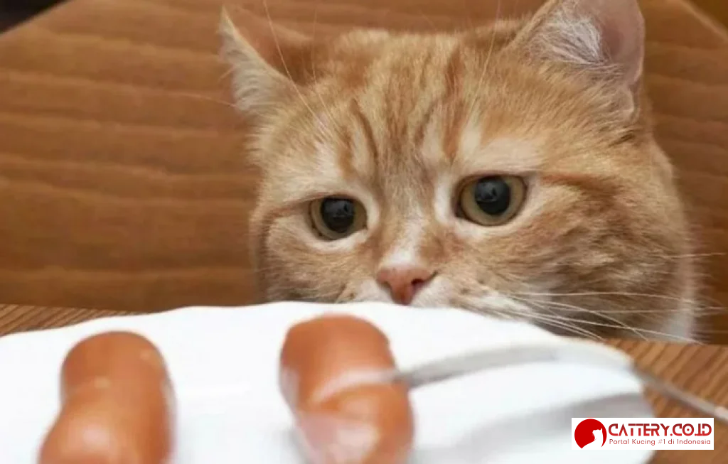 ciri-ciri kucing lapar dan haus