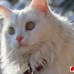 ciri ciri kucing persia asli