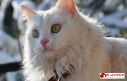 ciri ciri kucing persia asli