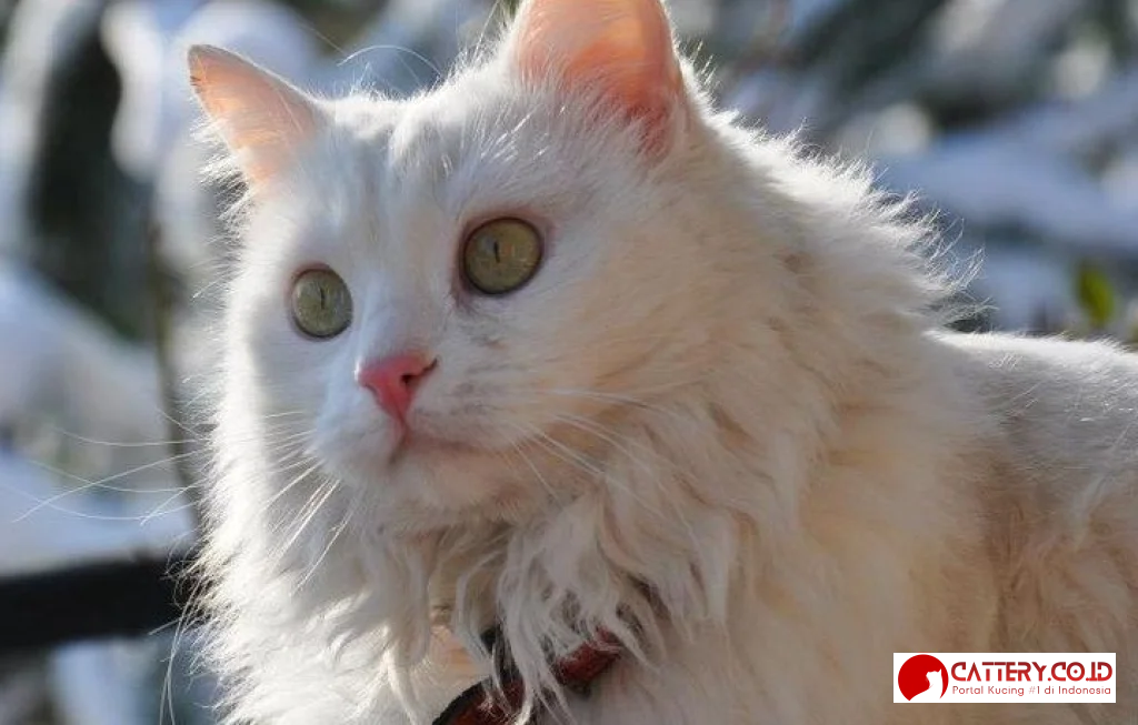 ciri ciri kucing persia asli