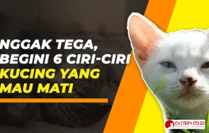 ciri-ciri kucing sakit