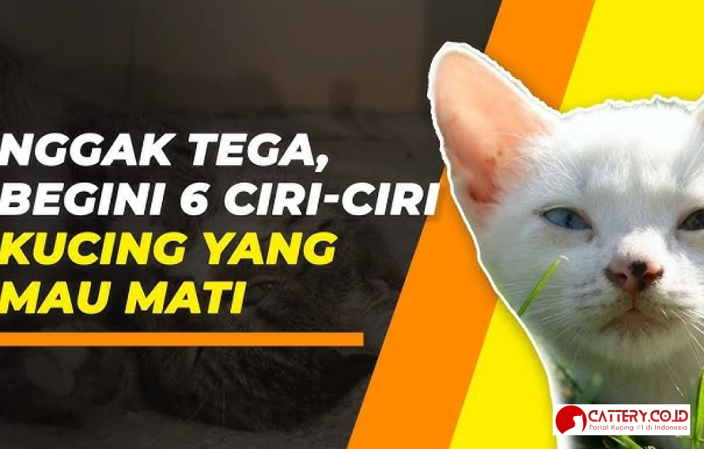 ciri-ciri kucing sakit
