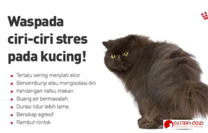 ciri ciri kucing stres