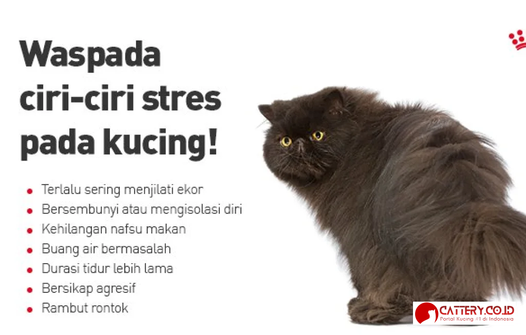 ciri ciri kucing stres
