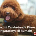 diare anak anjing