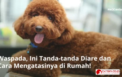 diare anak anjing