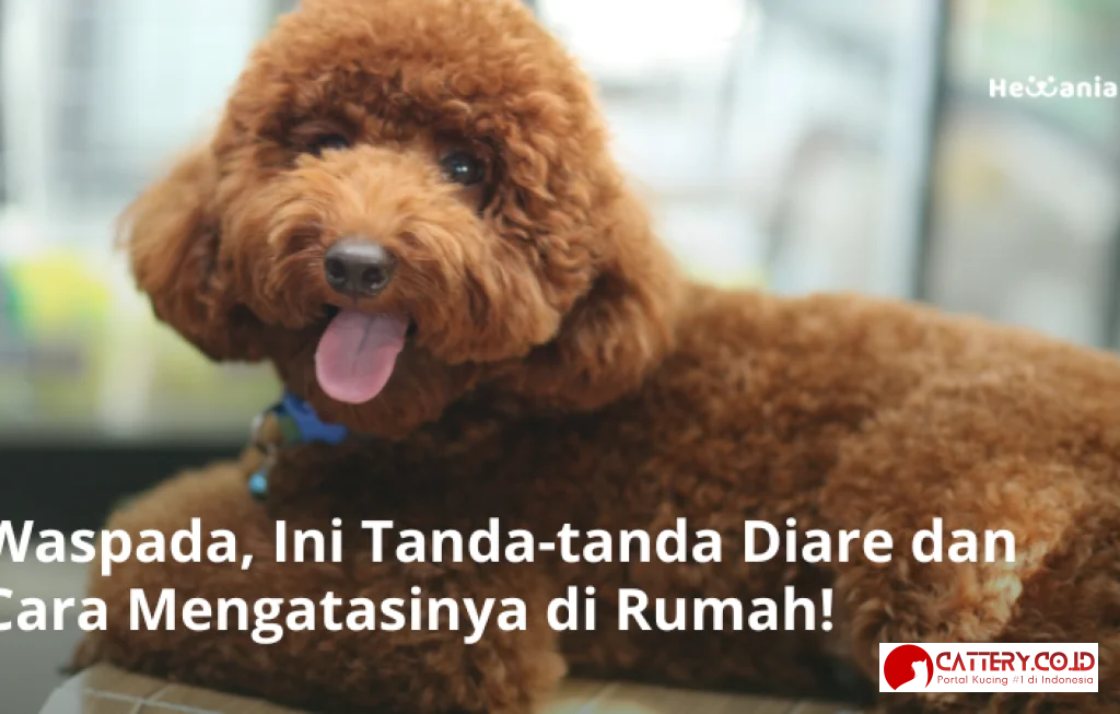 diare anak anjing