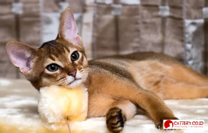 easiest cat breeds to train