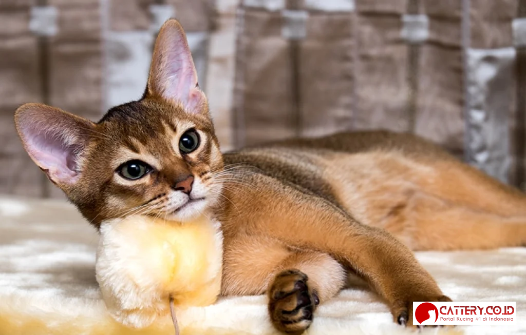 easiest cat breeds to train
