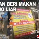 etika memberi makan kucing liar