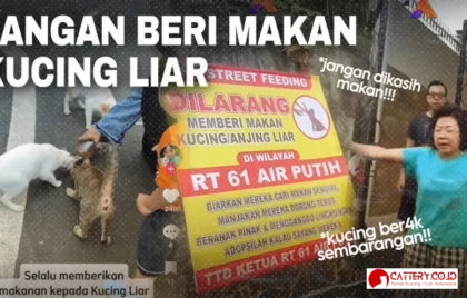 etika memberi makan kucing liar