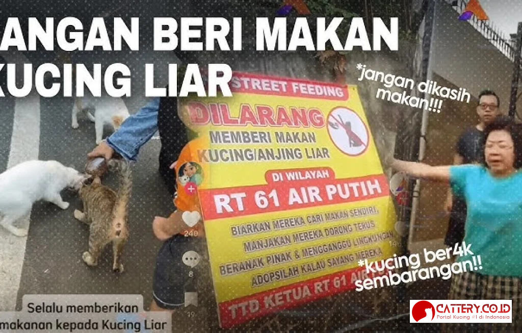 etika memberi makan kucing liar