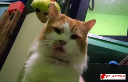 Fani Berobat di Drh Fitria Eka