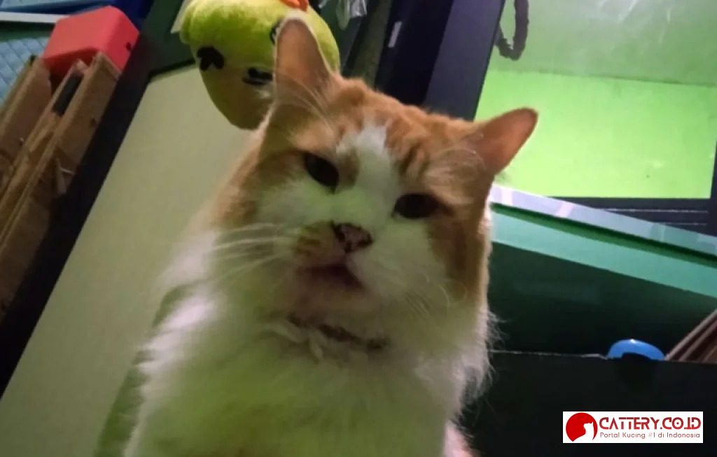 Fani Berobat di Drh Fitria Eka