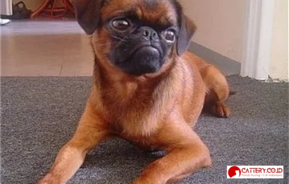 Griffon Bruxellois short coat