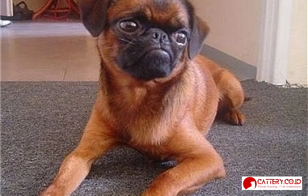 Griffon Bruxellois short coat